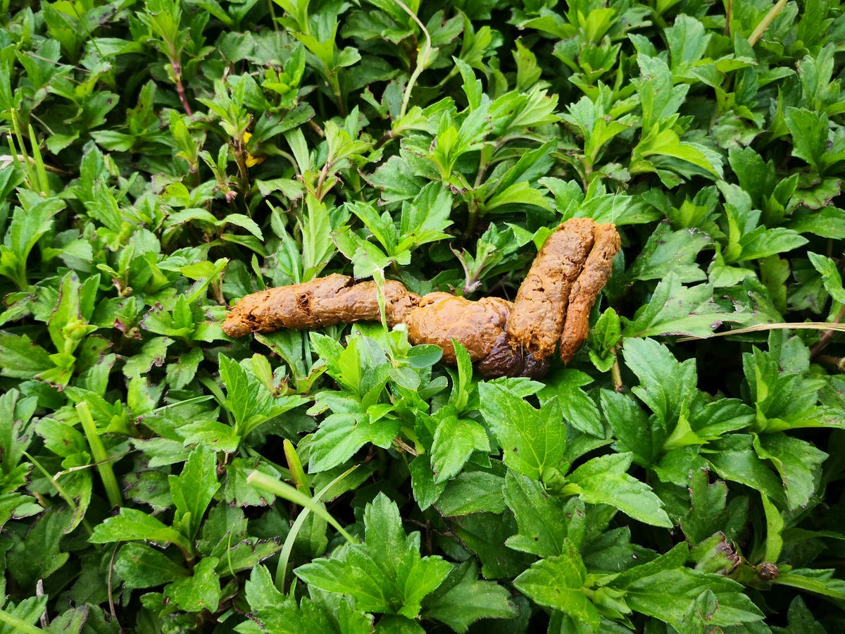 【寵物飲水推薦】Gogi water寵物飲水〜GOGI寵物健康水,來自日本最新的科技,從今天起,讓狗狗愛上喝水!