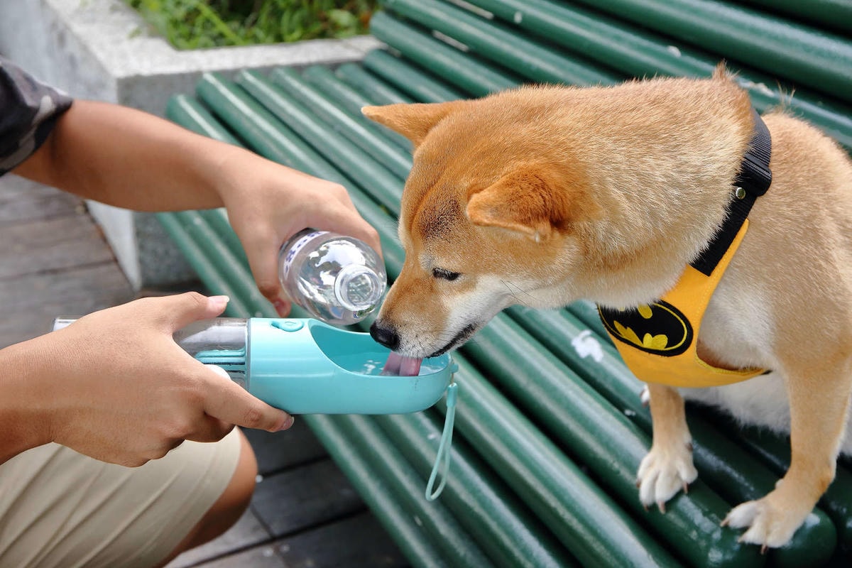 【寵物飲水推薦】Gogi water寵物飲水〜GOGI寵物健康水,來自日本最新的科技,從今天起,讓狗狗愛上喝水!