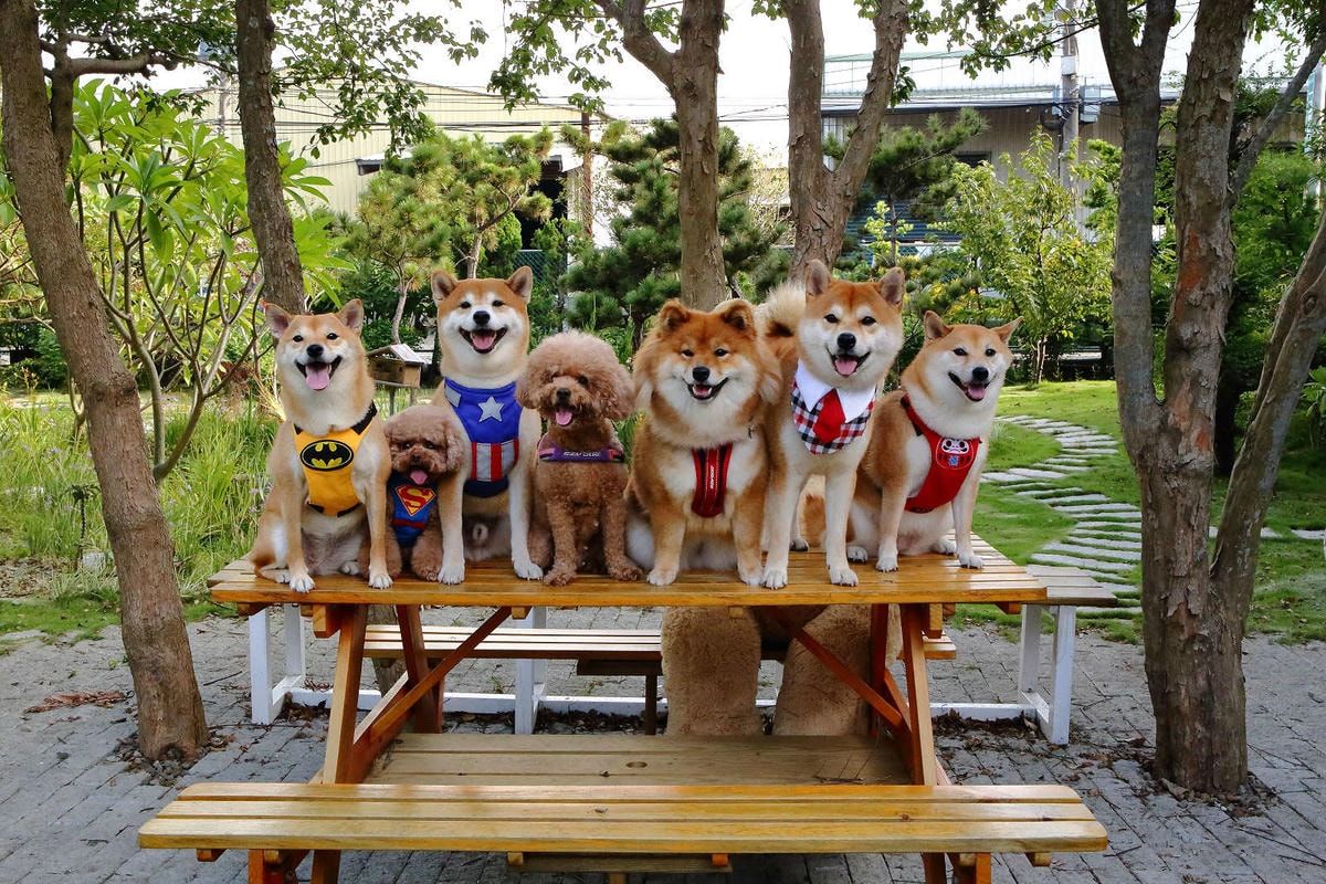 【寵物飲水推薦】Gogi water寵物飲水〜GOGI寵物健康水,來自日本最新的科技,從今天起,讓狗狗愛上喝水!