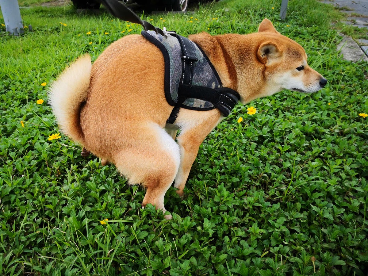 【寵物飲水推薦】Gogi water寵物飲水〜GOGI寵物健康水,來自日本最新的科技,從今天起,讓狗狗愛上喝水!