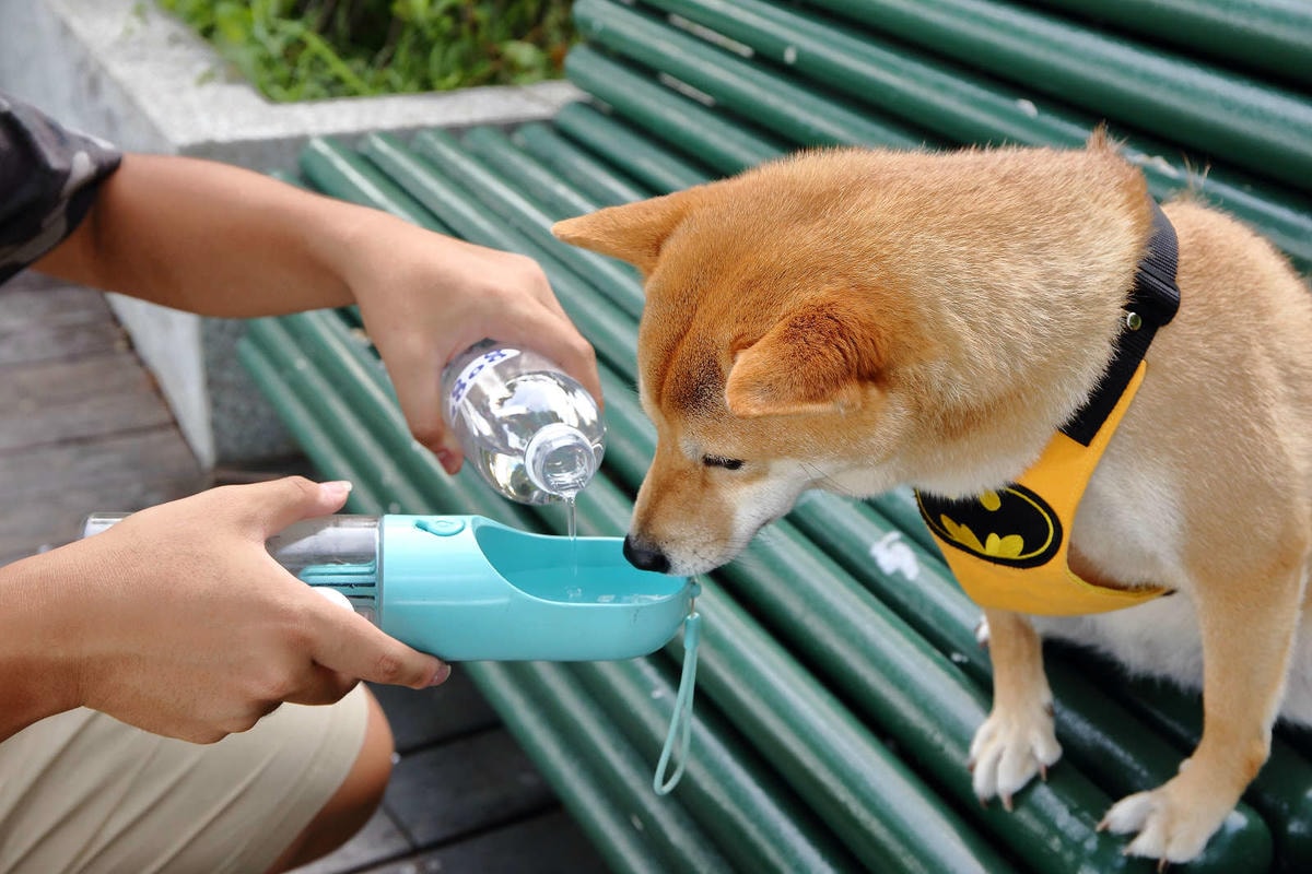 【寵物飲水推薦】Gogi water寵物飲水〜GOGI寵物健康水,來自日本最新的科技,從今天起,讓狗狗愛上喝水!