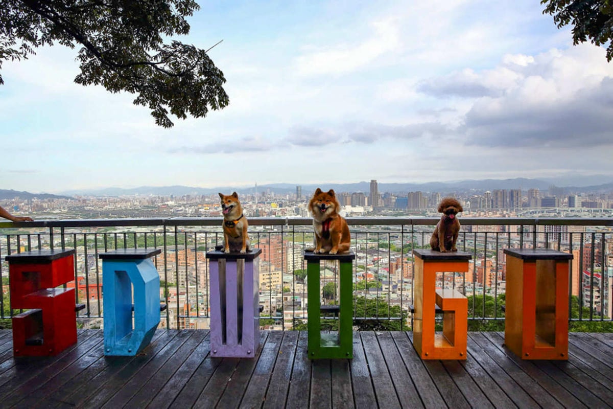 【寵物飲水推薦】Gogi water寵物飲水〜GOGI寵物健康水,來自日本最新的科技,從今天起,讓狗狗愛上喝水!