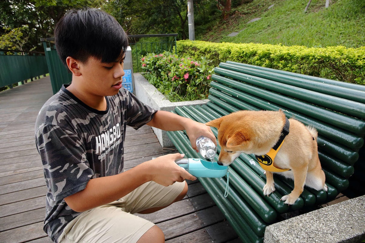 【寵物飲水推薦】Gogi water寵物飲水〜GOGI寵物健康水,來自日本最新的科技,從今天起,讓狗狗愛上喝水!