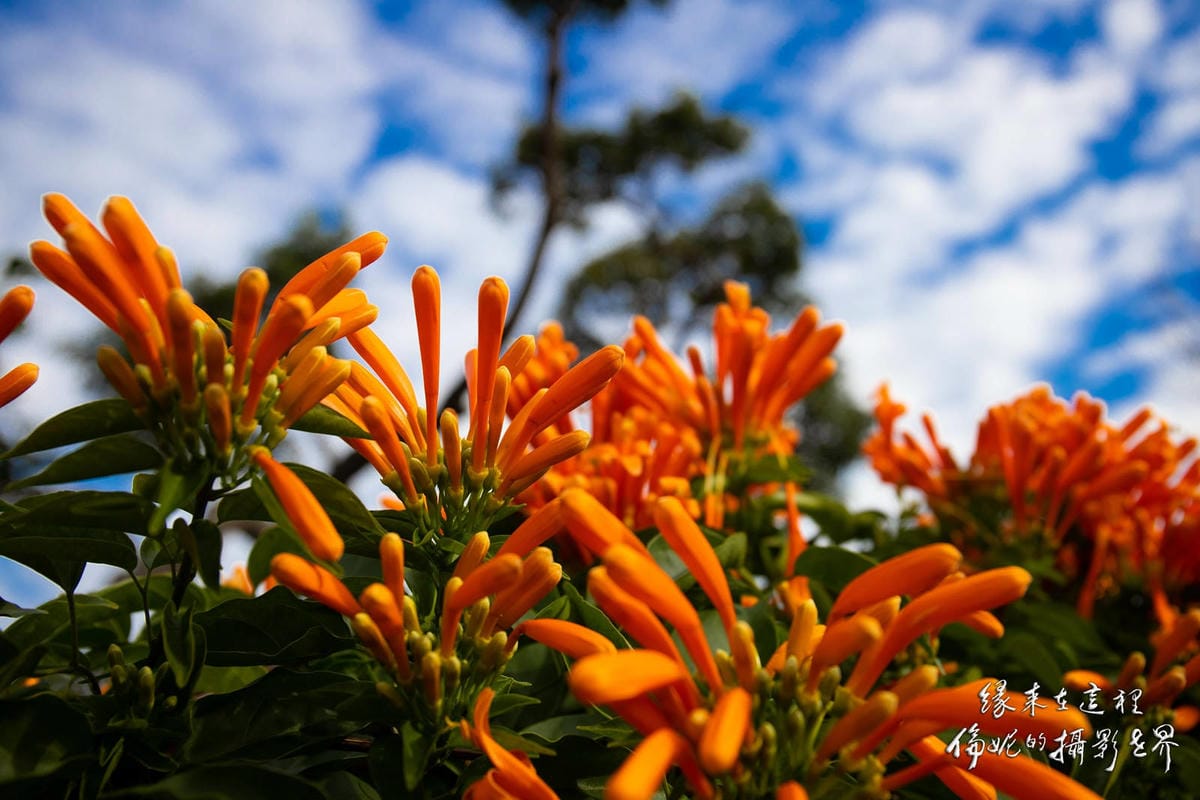 20200123炮仗花@鶯歌_200123_0001.jpg