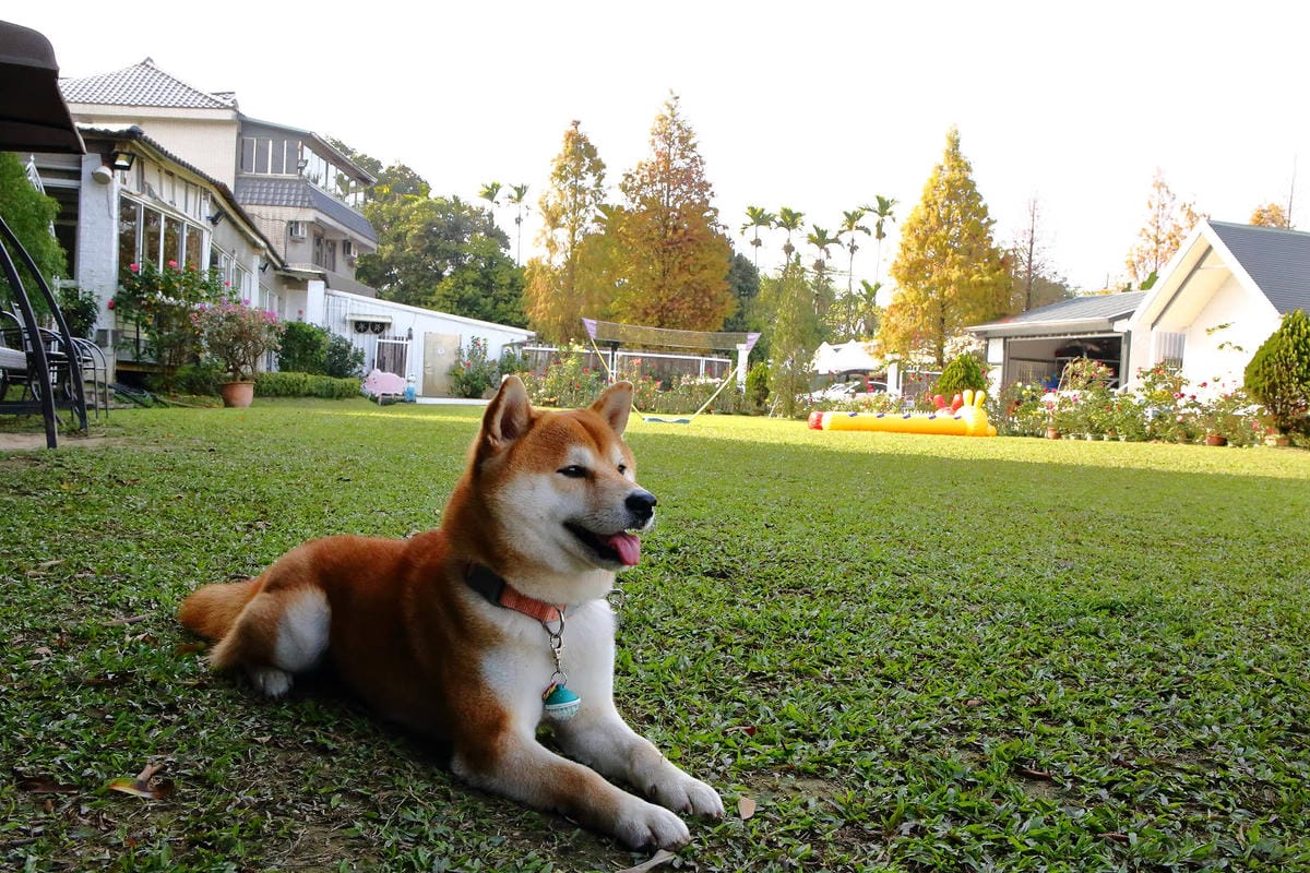 【宿。嘉義】悅來居莊園〜嘉義友善寵物民宿。落羽松森林小木屋、