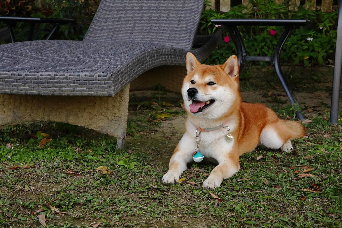 【宿。嘉義】悅來居莊園〜嘉義友善寵物民宿。落羽松森林小木屋、