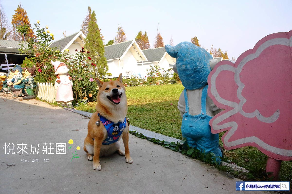 【宿。嘉義】悅來居莊園〜嘉義友善寵物民宿。落羽松森林小木屋、