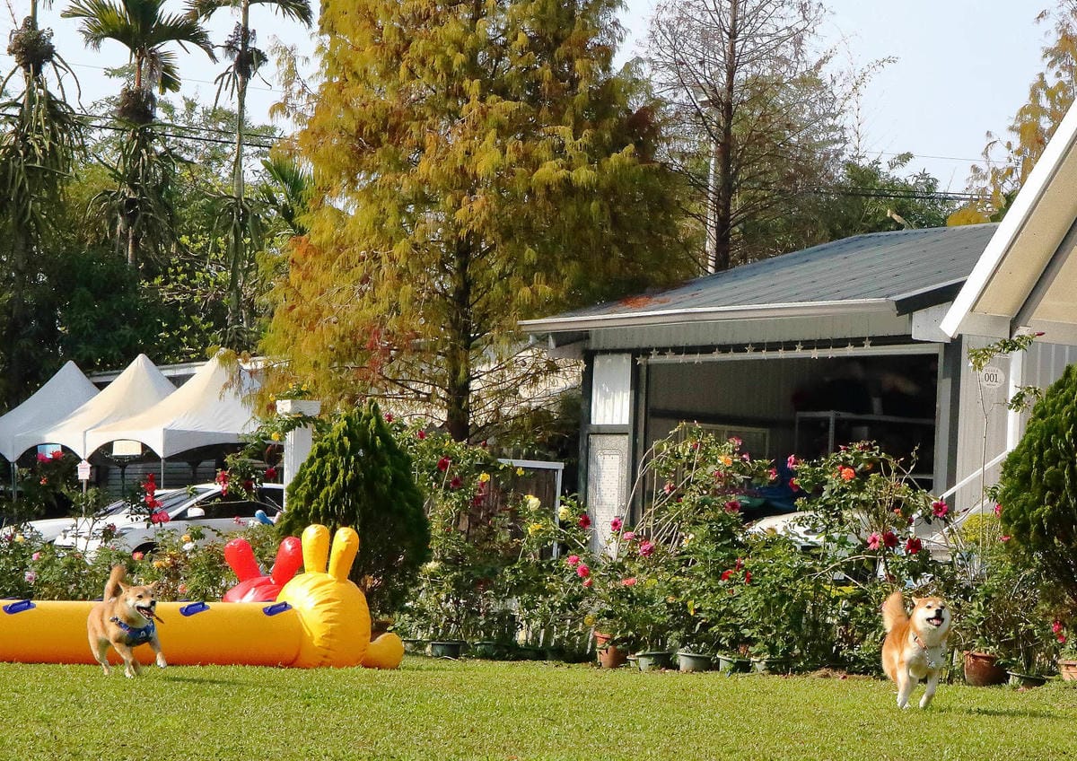 【宿。嘉義】悅來居莊園〜嘉義友善寵物民宿。落羽松森林小木屋、