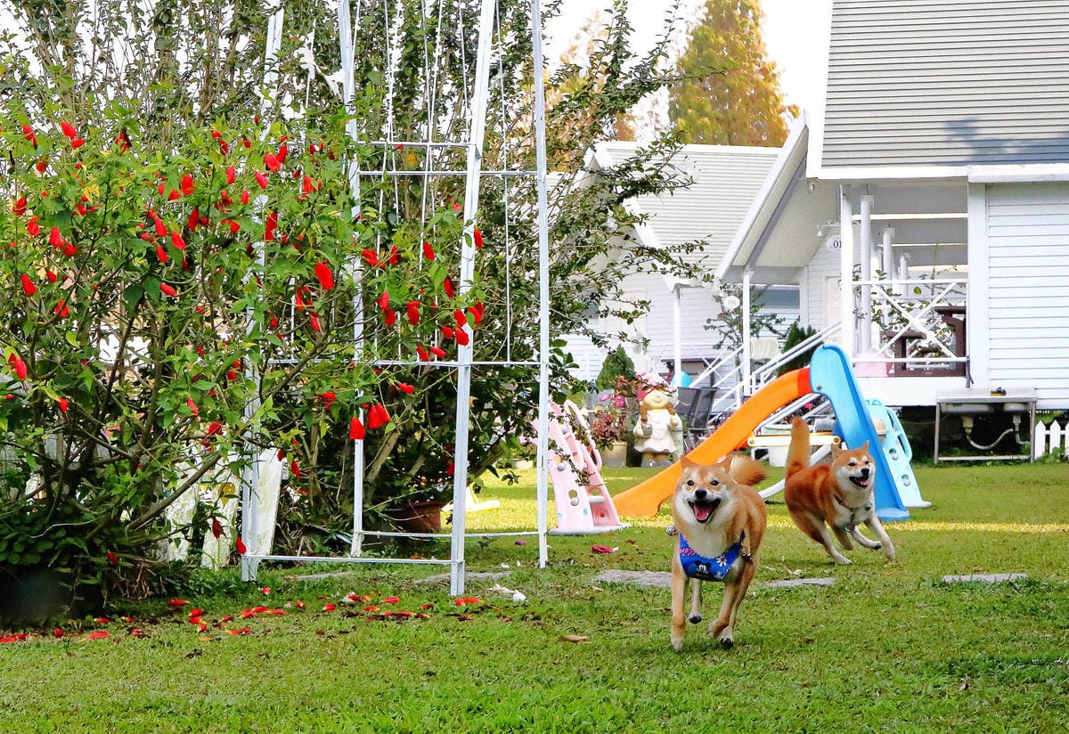 【宿。嘉義】悅來居莊園〜嘉義友善寵物民宿。落羽松森林小木屋、