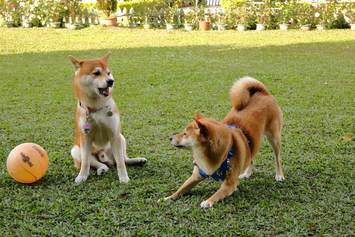 【宿。嘉義】悅來居莊園〜嘉義友善寵物民宿。落羽松森林小木屋、