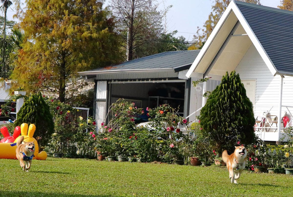 【宿。嘉義】悅來居莊園〜嘉義友善寵物民宿。落羽松森林小木屋、