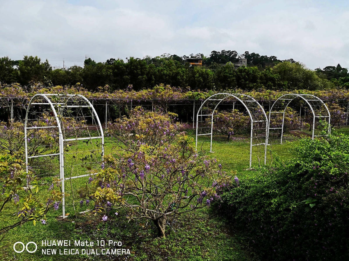【遊。淡水】紫藤咖啡園(二店)〜一年一度紫藤花開,宛如走進紫色世界,好浪漫!