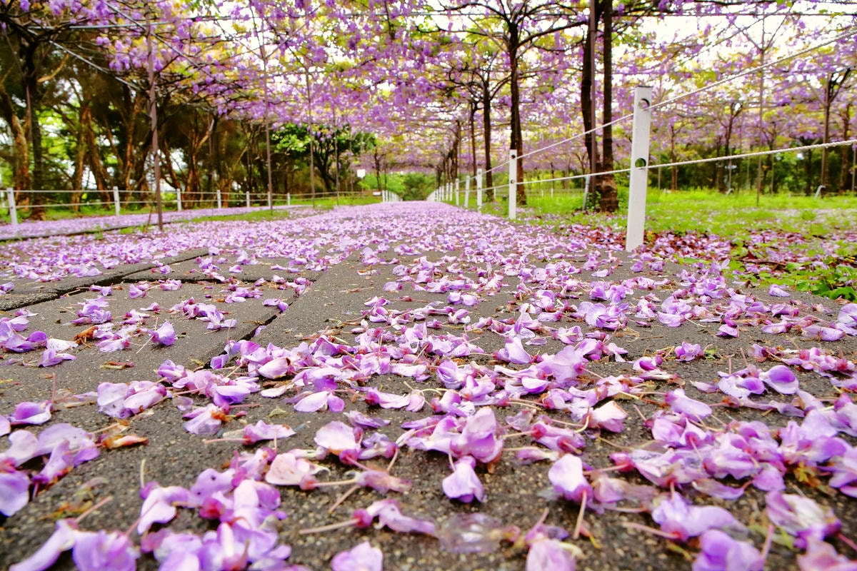 【遊。淡水】紫藤咖啡園(二店)〜一年一度紫藤花開,宛如走進紫色世界,好浪漫!