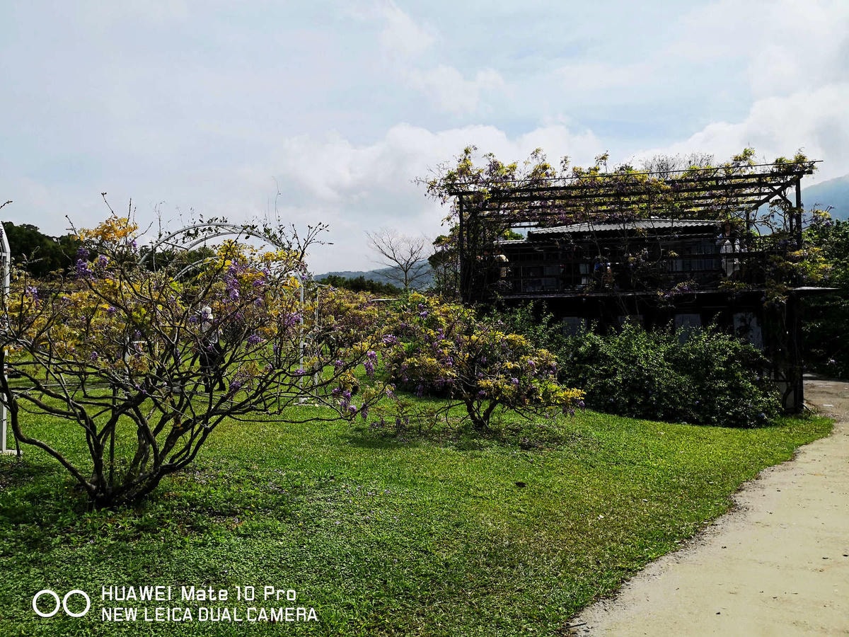 【遊。淡水】紫藤咖啡園(二店)〜一年一度紫藤花開,宛如走進紫色世界,好浪漫!