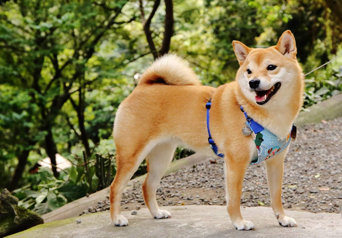 【食。五股】碧瑤山莊〜藏在都市裡的庭園餐廳,觀音山百年古厝吃 【食。五股】碧瑤山莊〜藏在都市裡的庭園餐廳,觀音山百年古厝吃