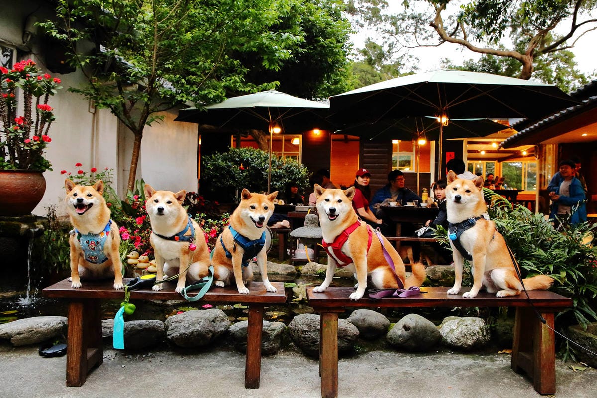 【食。五股】碧瑤山莊〜藏在都市裡的庭園餐廳,觀音山百年古厝吃 【食。五股】碧瑤山莊〜藏在都市裡的庭園餐廳,觀音山百年古厝吃