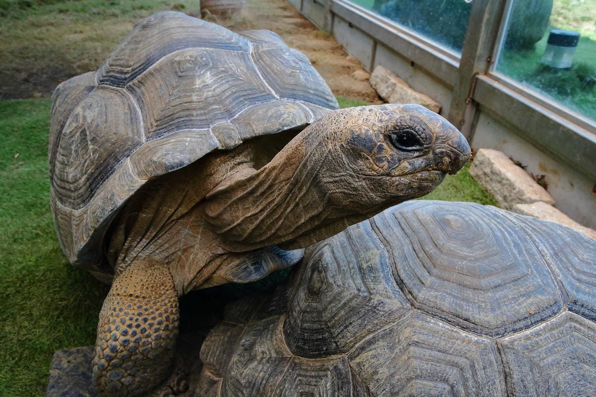 【食。桃園】3號咖啡 No.3 Cafe〜親子寵物友善餐廳。峇里島風情，大草皮×溜滑梯沙坑×寵物泳池，遛小孩的天堂！