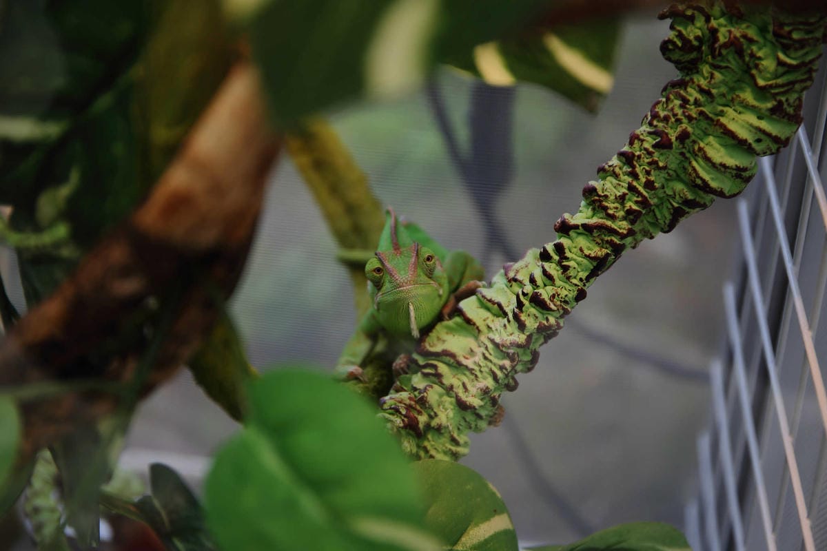 【食。桃園】3號咖啡 No.3 Cafe〜親子寵物友善餐廳。峇里島風情，大草皮×溜滑梯沙坑×寵物泳池，遛小孩的天堂！