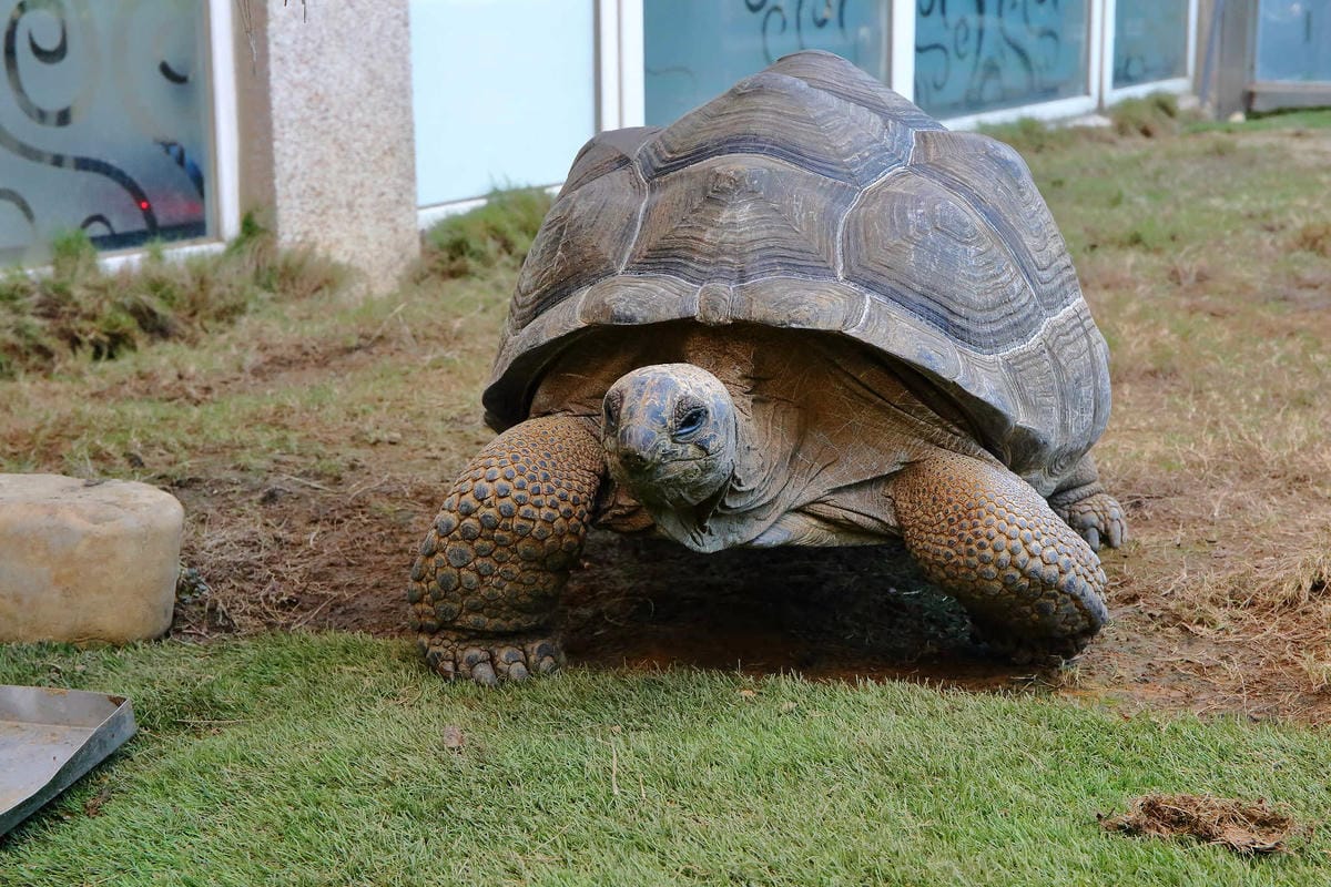 【食。桃園】3號咖啡 No.3 Cafe〜親子寵物友善餐廳。峇里島風情，大草皮×溜滑梯沙坑×寵物泳池，遛小孩的天堂！