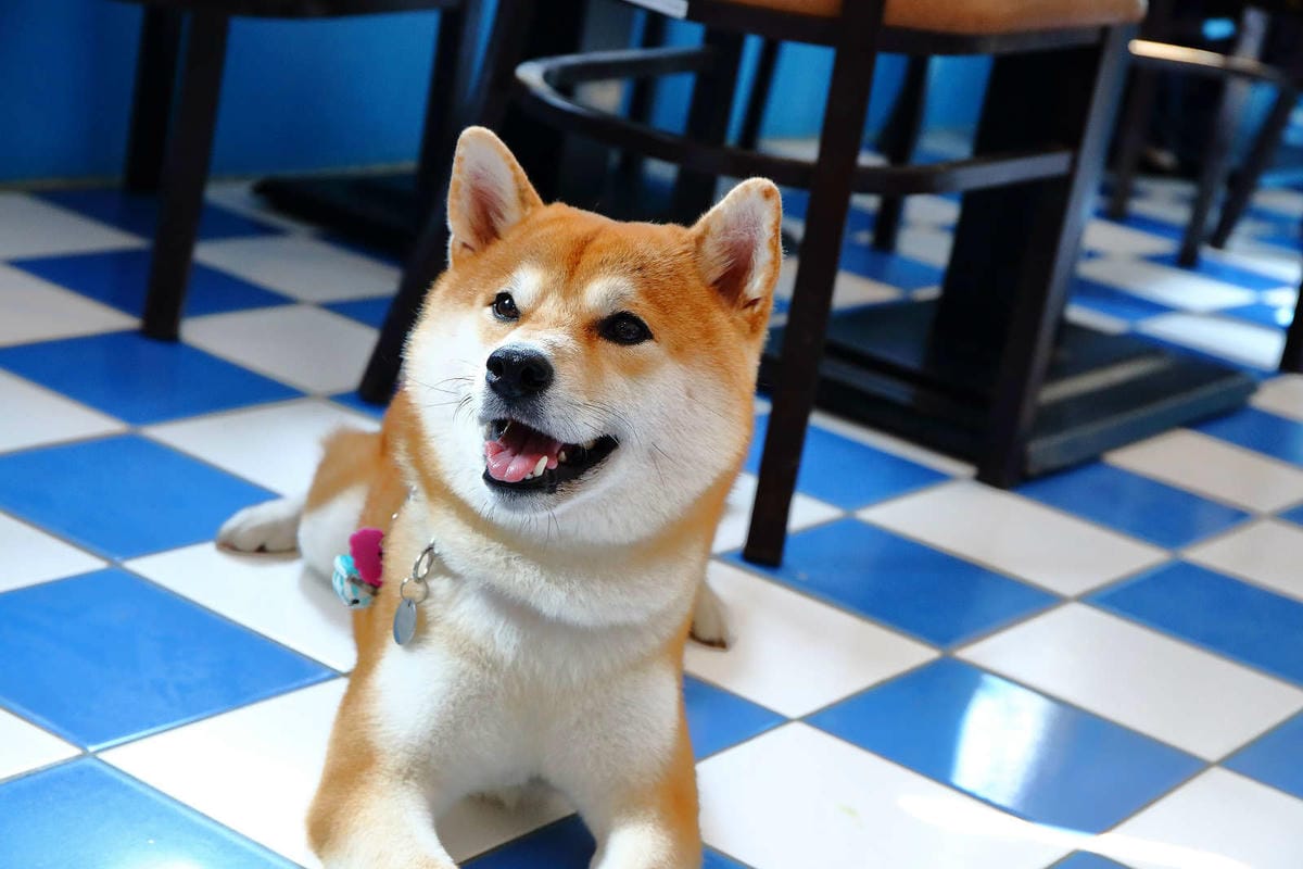 【遊。桃園】卡托米利庭園咖啡〜超浪漫藍白希臘風情咖啡店，大草坪、戲水池、沙坑、滑梯、鞦韆，適合帶小孩及寵物享受下午茶，永安賞夕陽好浪漫