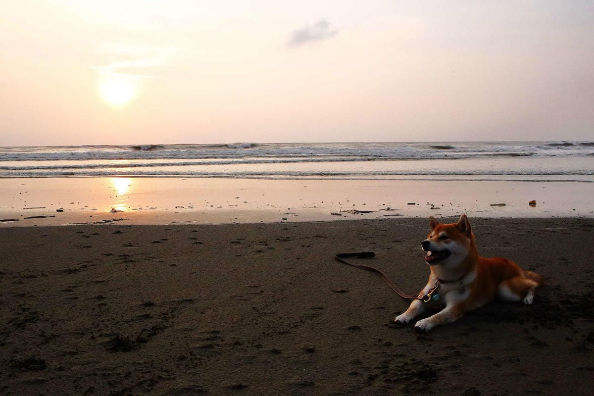 【遊。桃園】卡托米利庭園咖啡〜超浪漫藍白希臘風情咖啡店，大草坪、戲水池、沙坑、滑梯、鞦韆，適合帶小孩及寵物享受下午茶，永安賞夕陽好浪漫