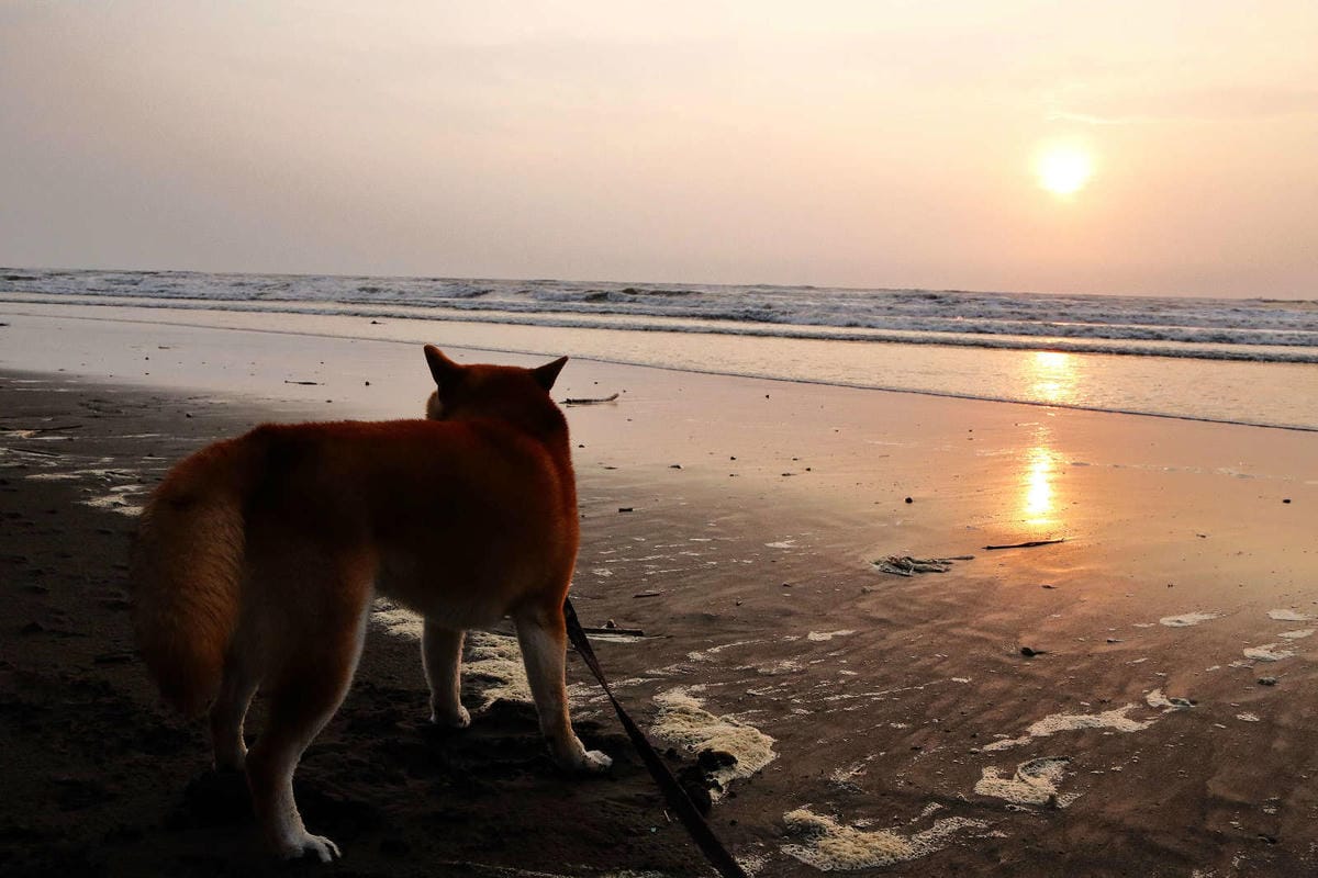 【遊。桃園】卡托米利庭園咖啡〜超浪漫藍白希臘風情咖啡店，大草坪、戲水池、沙坑、滑梯、鞦韆，適合帶小孩及寵物享受下午茶，永安賞夕陽好浪漫