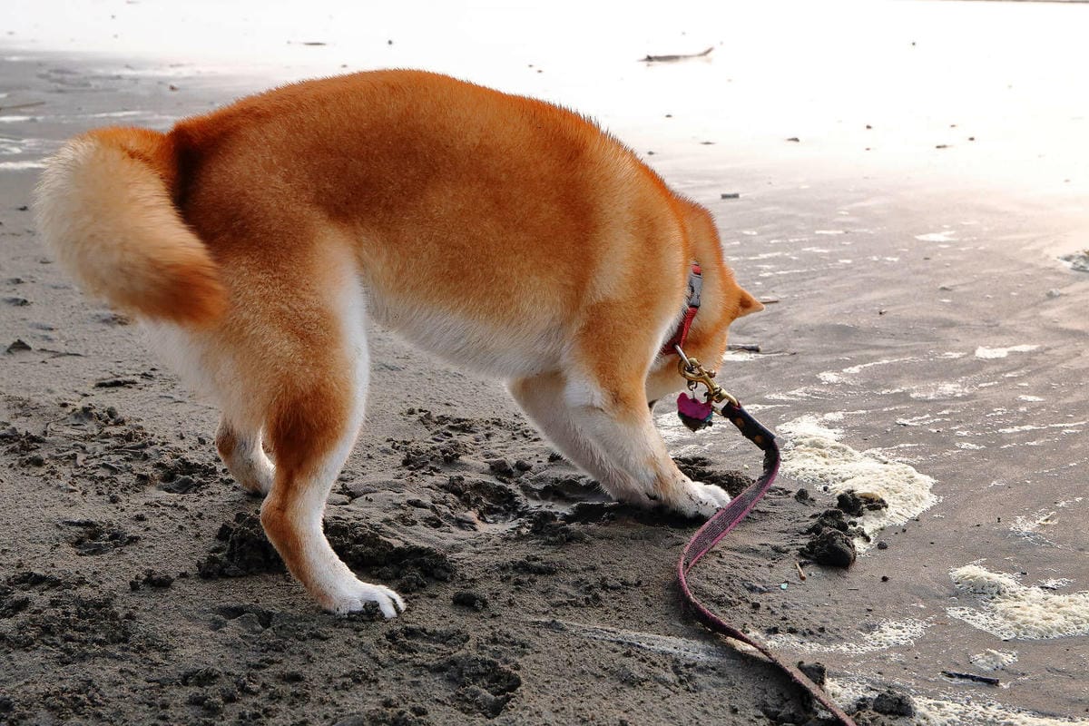 【遊。桃園】卡托米利庭園咖啡〜超浪漫藍白希臘風情咖啡店，大草坪、戲水池、沙坑、滑梯、鞦韆，適合帶小孩及寵物享受下午茶，永安賞夕陽好浪漫