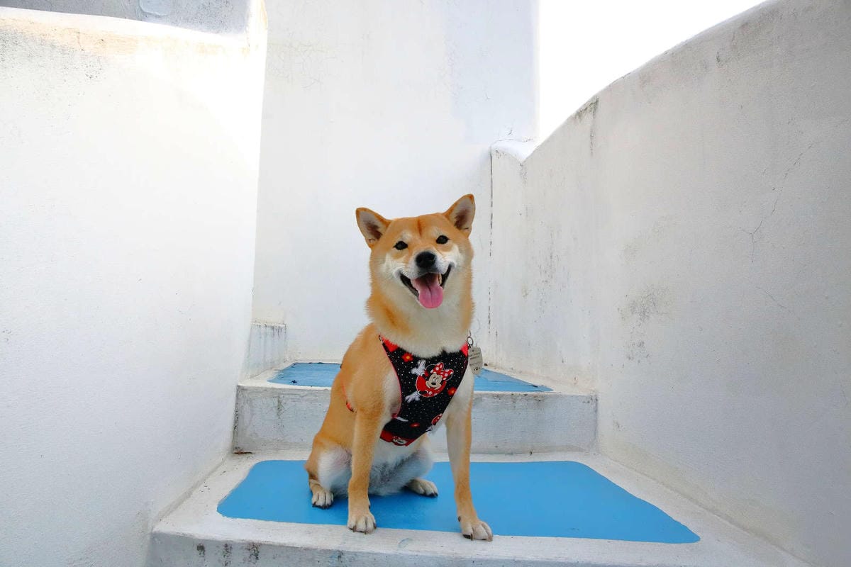 【遊。桃園】卡托米利庭園咖啡〜超浪漫藍白希臘風情咖啡店，大草坪、戲水池、沙坑、滑梯、鞦韆，適合帶小孩及寵物享受下午茶，永安賞夕陽好浪漫