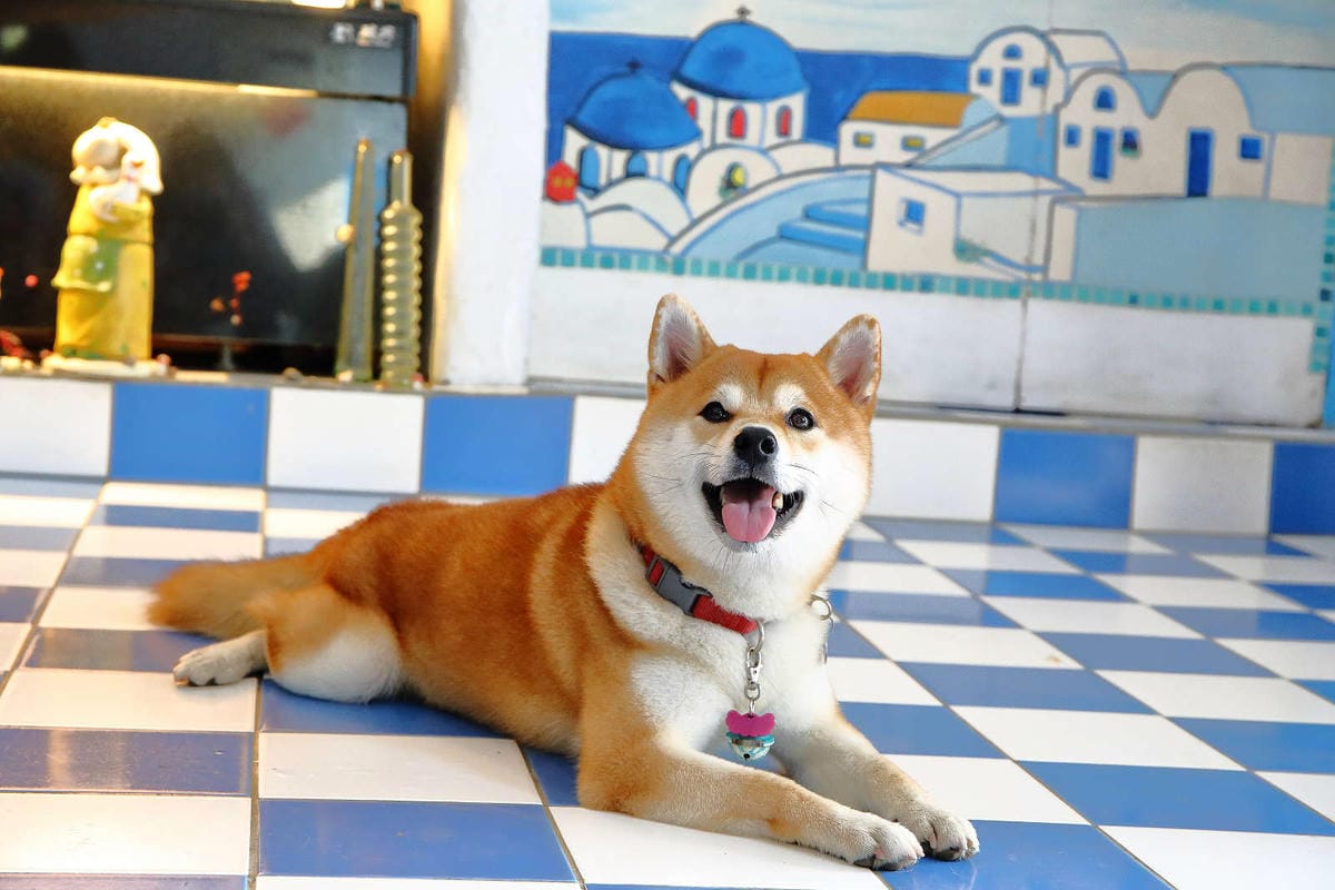 【遊。桃園】卡托米利庭園咖啡〜超浪漫藍白希臘風情咖啡店，大草坪、戲水池、沙坑、滑梯、鞦韆，適合帶小孩及寵物享受下午茶，永安賞夕陽好浪漫