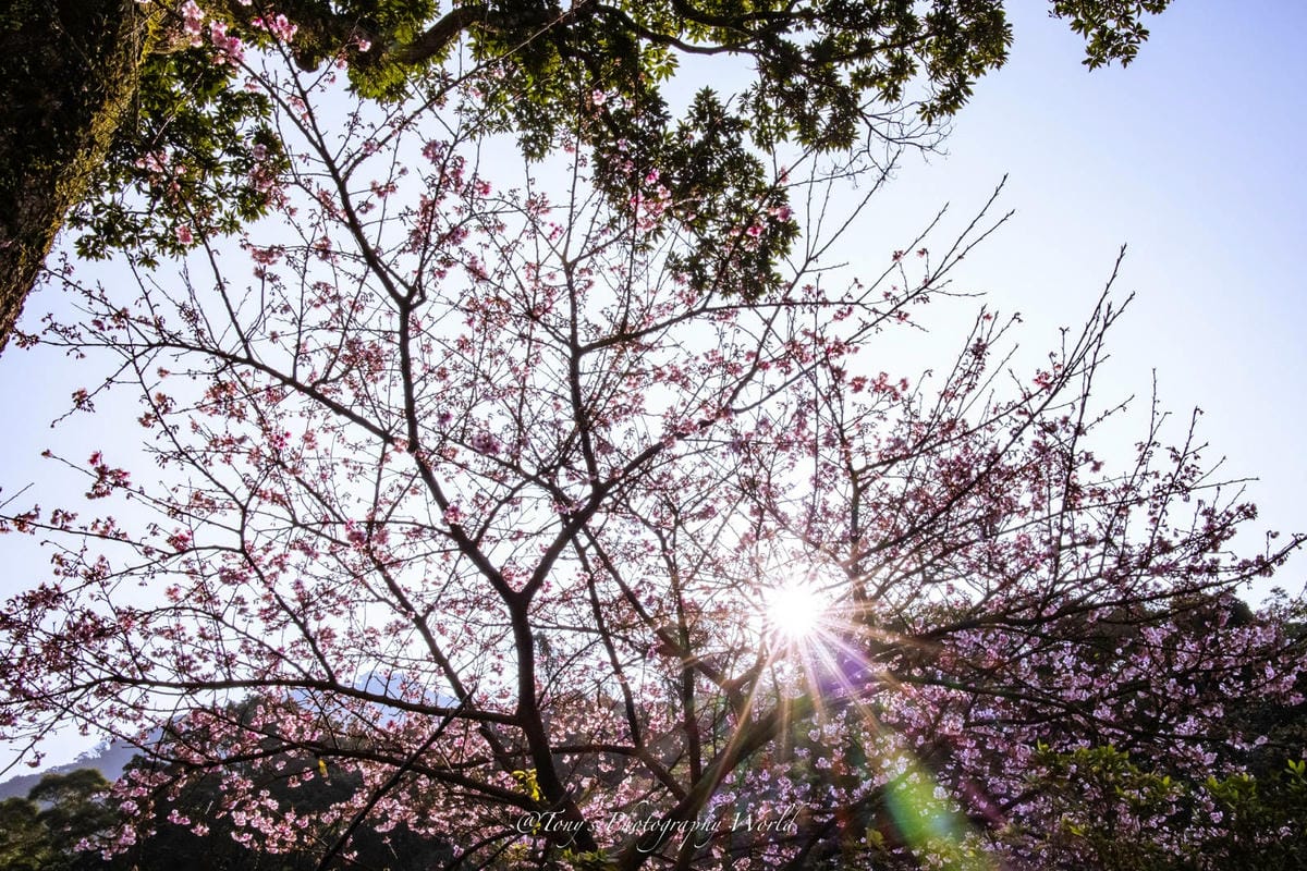 20210126@淡水天元宮_210126_7.jpg 20210126@淡水天元宮_210126_7.jpg