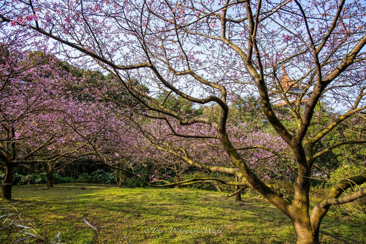 20210126@淡水天元宮_210126_0.jpg 20210126@淡水天元宮_210126_0.jpg