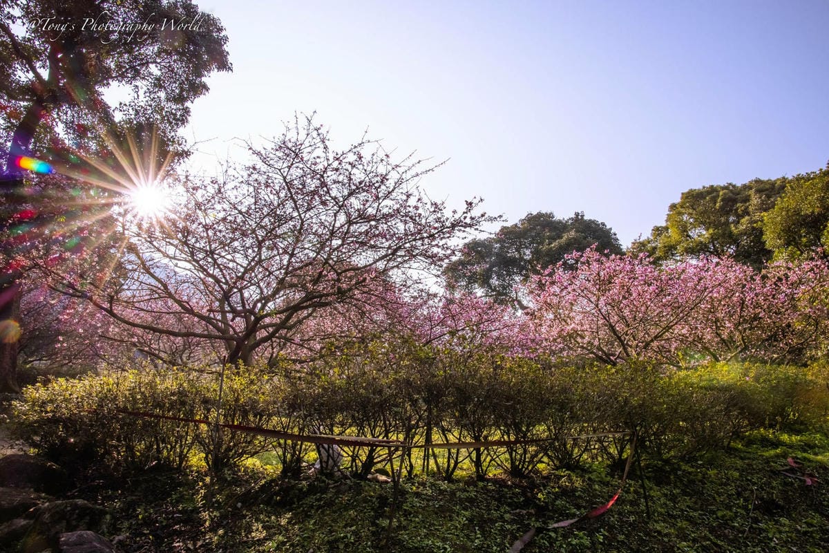 20210126@淡水天元宮_210126_3.jpg 20210126@淡水天元宮_210126_3.jpg