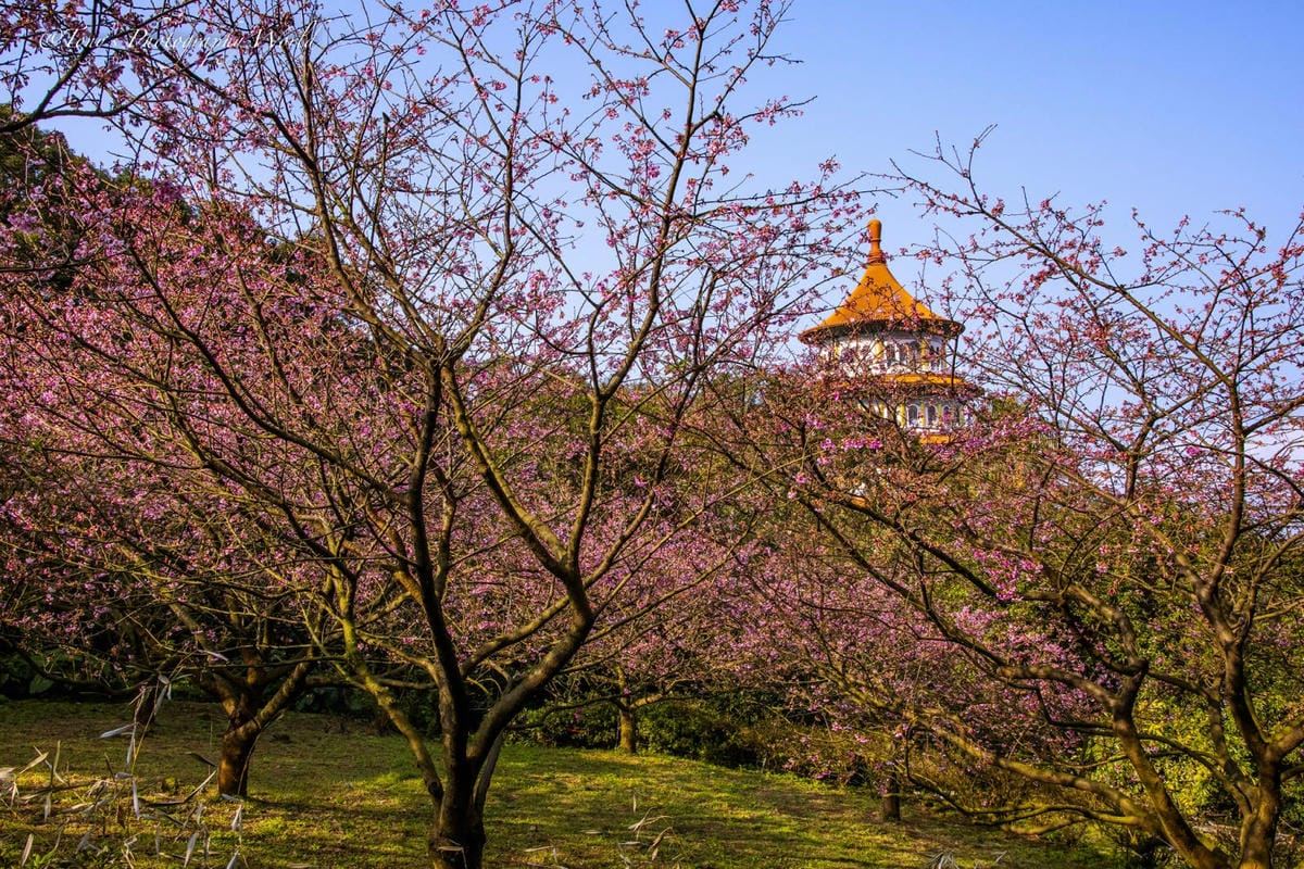 20210126@淡水天元宮_210126_4.jpg 20210126@淡水天元宮_210126_4.jpg