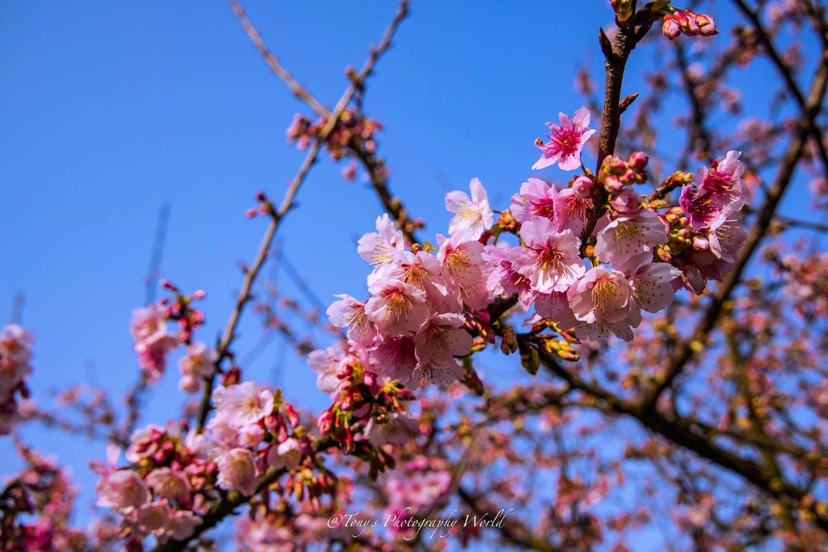 20210126@淡水天元宮_210126_6.jpg 20210126@淡水天元宮_210126_6.jpg