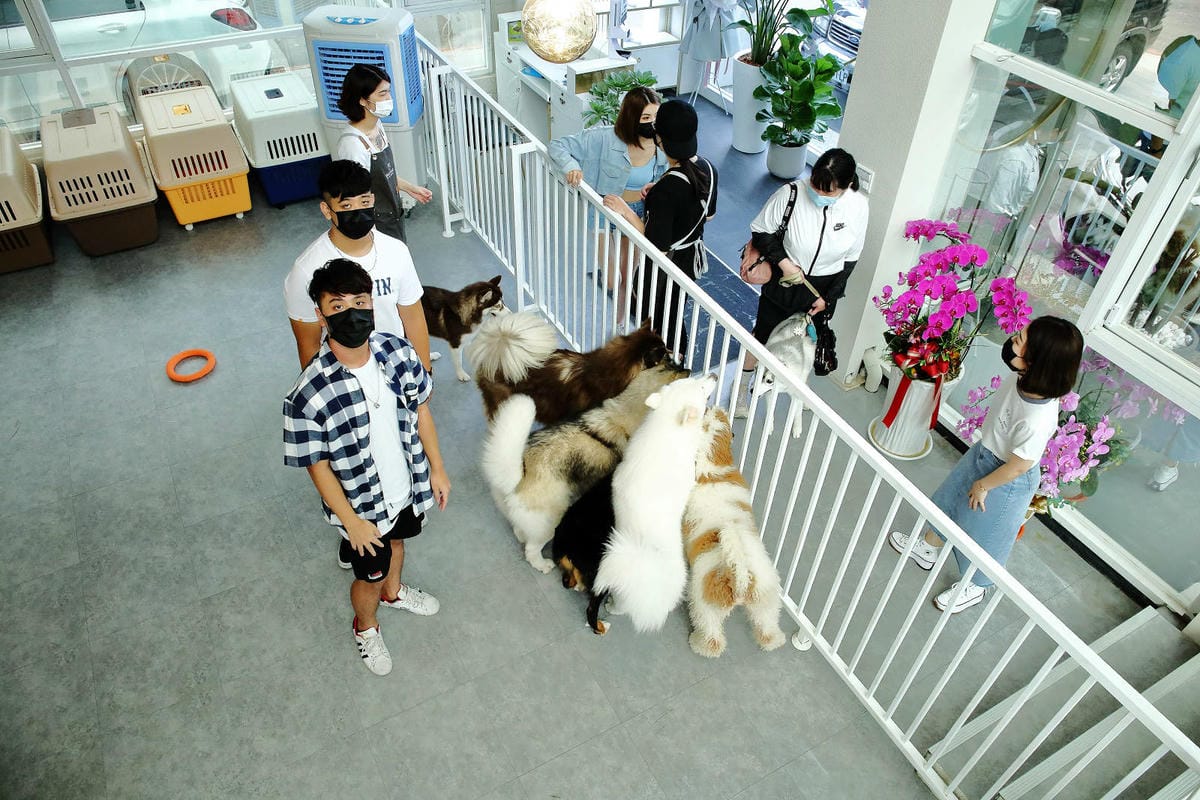 【食。台中】Nago Nago-寵物友善餐廳〜台中2021新