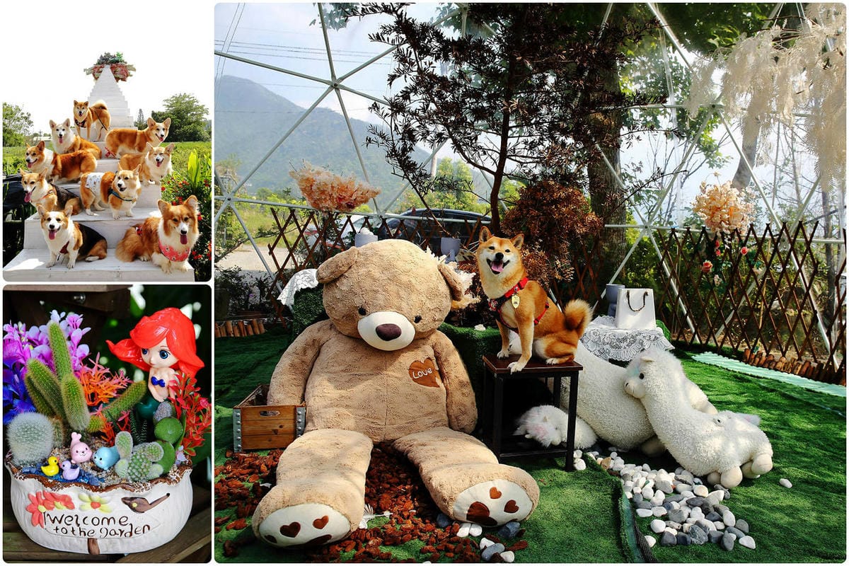 【南投寵物友善餐廳、旅遊景點懶人包】帶毛小孩吃喝玩樂趴趴GO 【南投寵物友善餐廳、旅遊景點懶人包】帶毛小孩吃喝玩樂趴趴GO