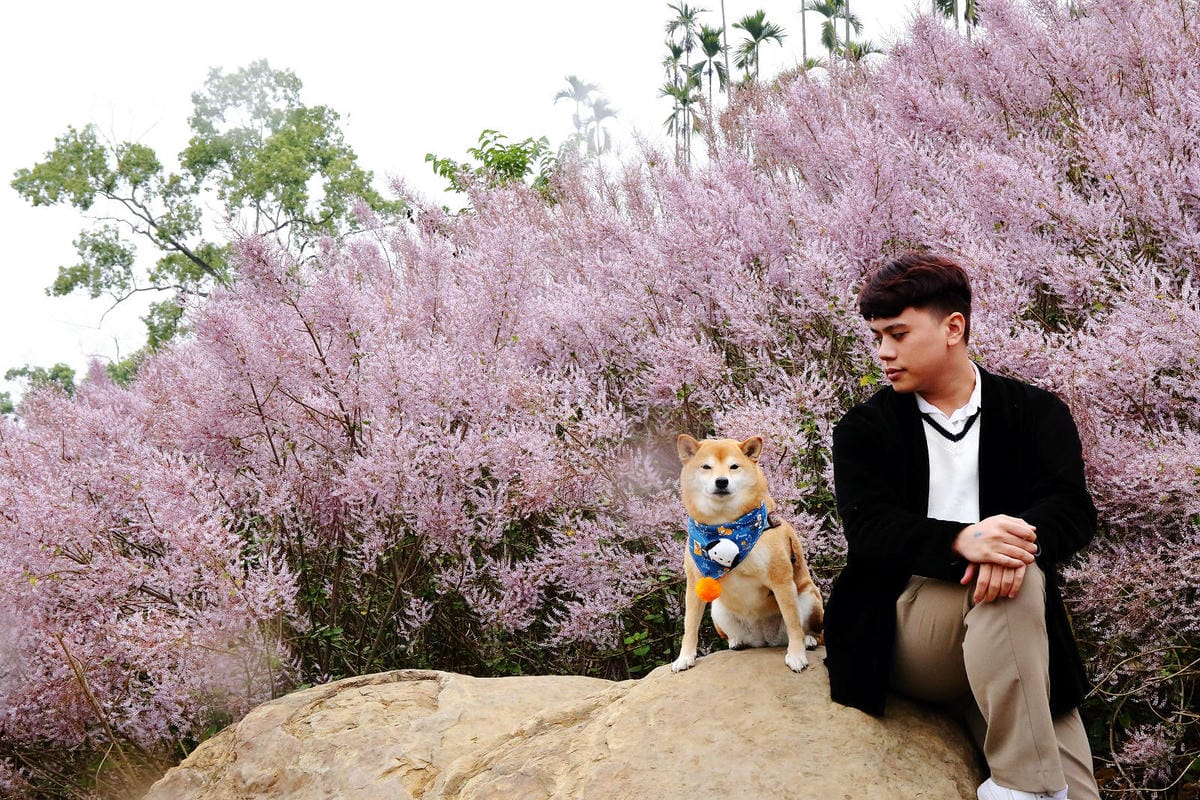 【南投寵物友善餐廳、旅遊景點懶人包】帶毛小孩吃喝玩樂趴趴GO 【南投寵物友善餐廳、旅遊景點懶人包】帶毛小孩吃喝玩樂趴趴GO