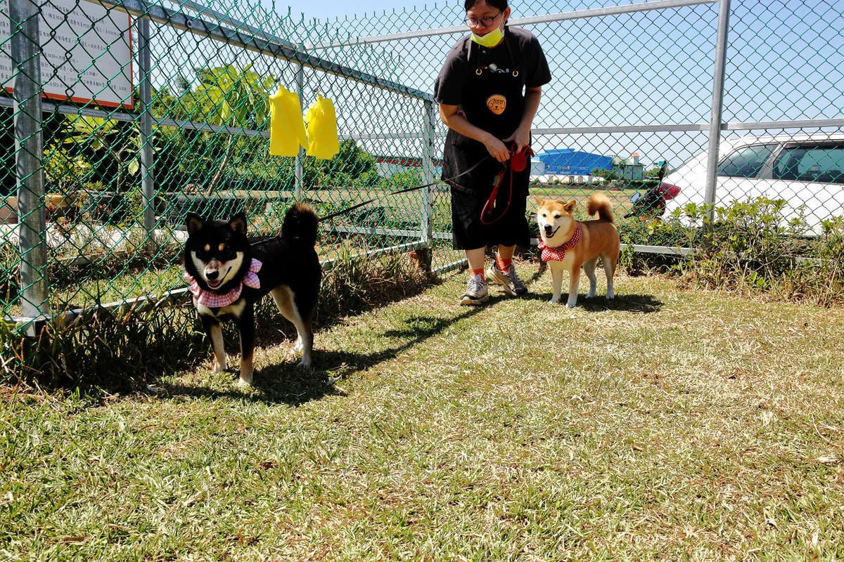 【食。平鎮】聚柴gdog寵物友善餐廳〜親子寵物草皮景觀餐廳。