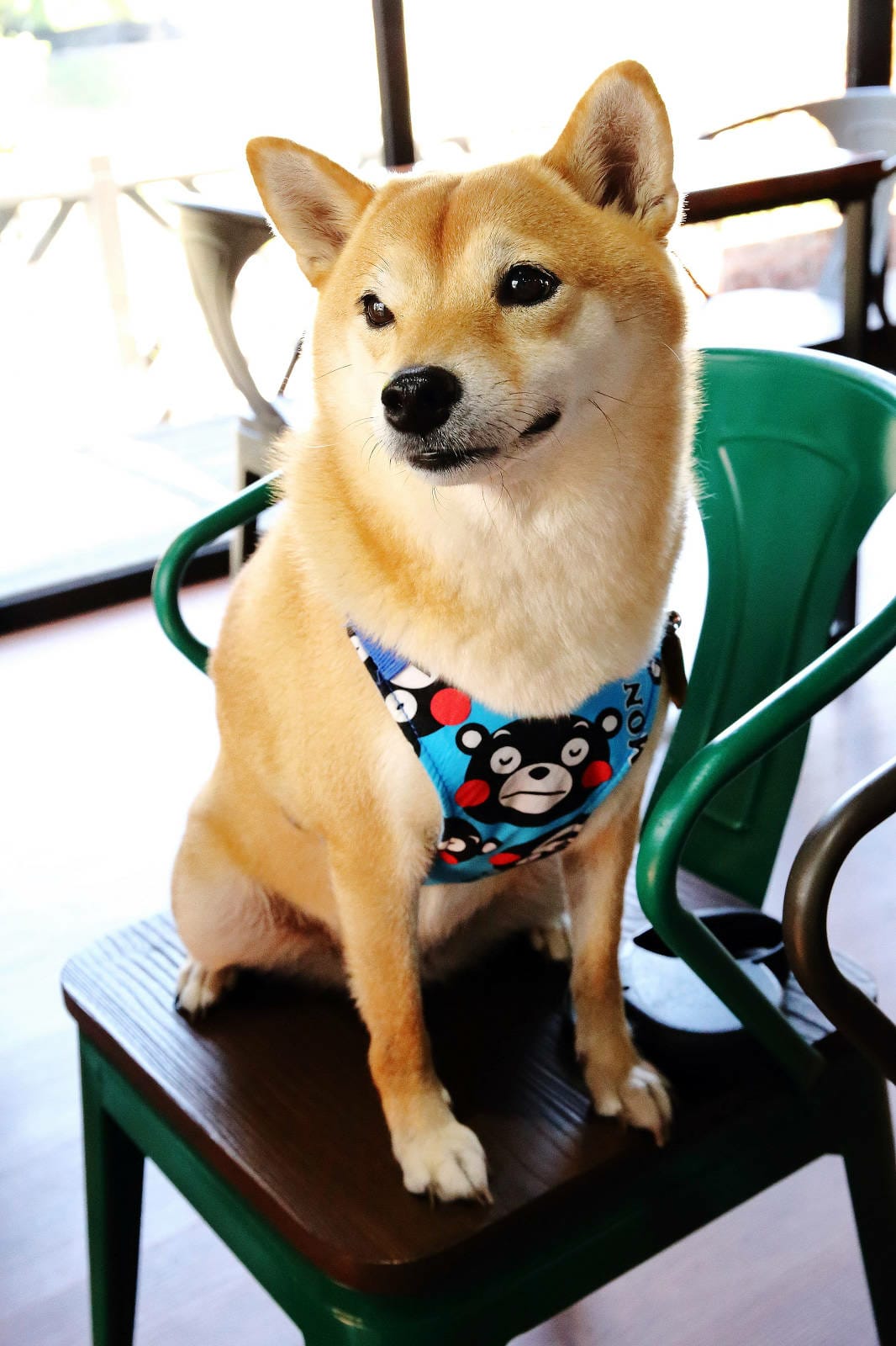 【食。平鎮】聚柴gdog寵物友善餐廳〜親子寵物草皮景觀餐廳。