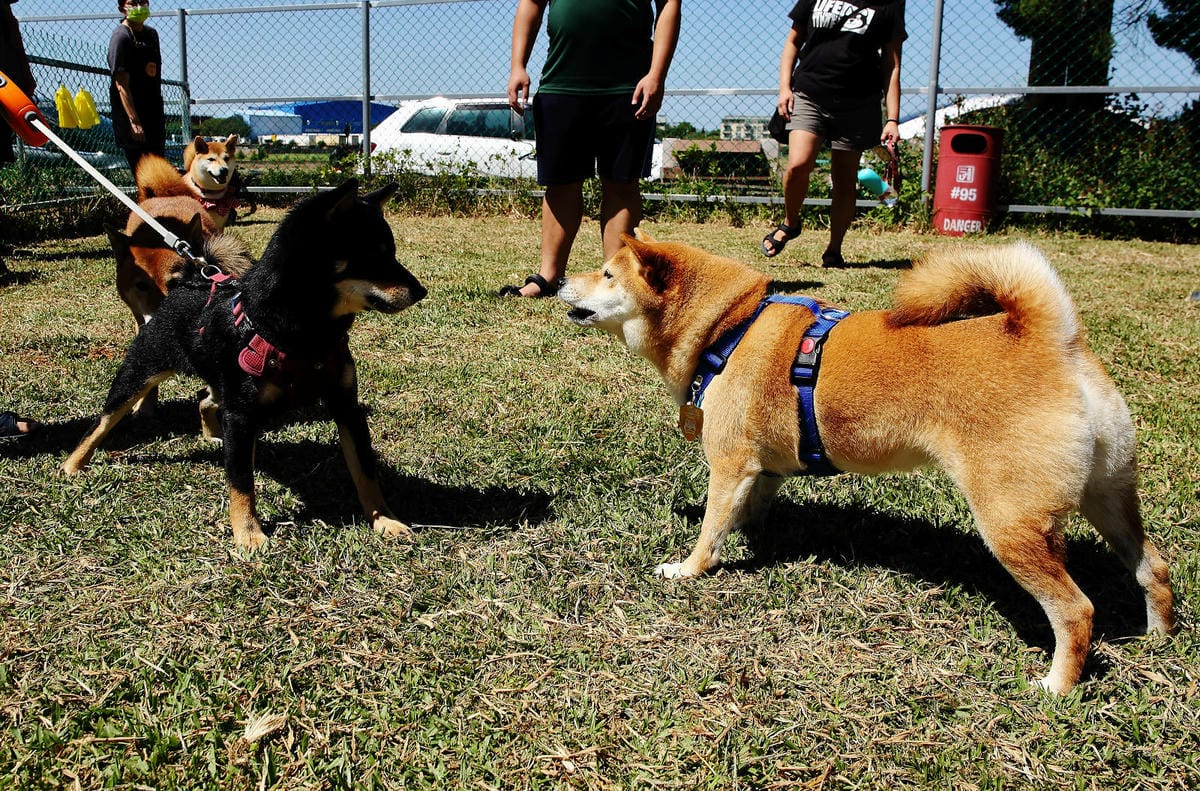 【食。平鎮】聚柴gdog寵物友善餐廳〜親子寵物草皮景觀餐廳。