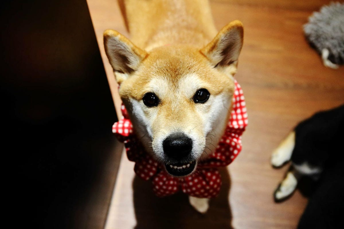 【食。平鎮】聚柴gdog寵物友善餐廳〜親子寵物草皮景觀餐廳。