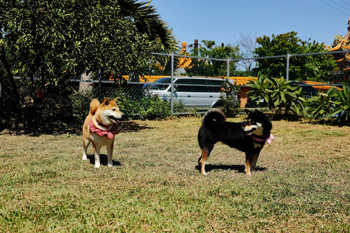 【食。平鎮】聚柴gdog寵物友善餐廳〜親子寵物草皮景觀餐廳。