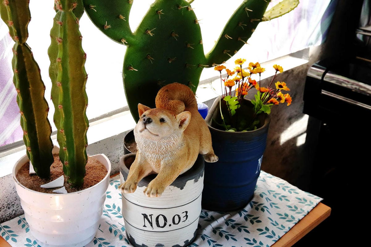 【食。平鎮】聚柴gdog寵物友善餐廳〜親子寵物草皮景觀餐廳。