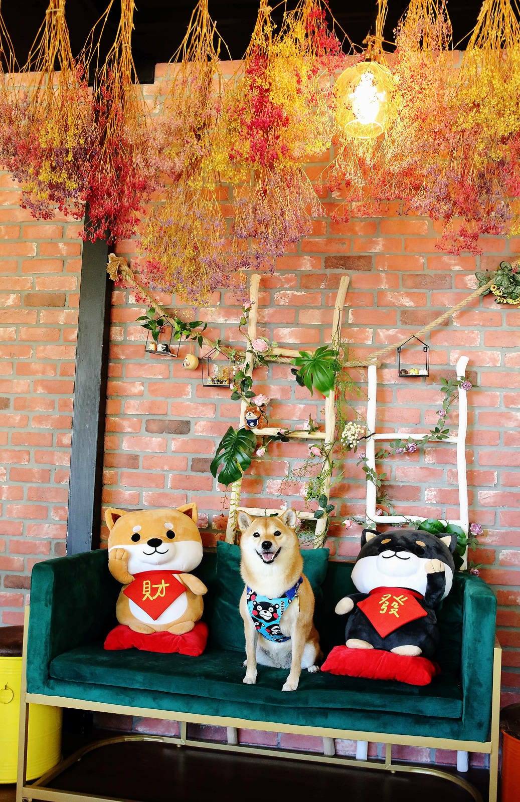 【食。平鎮】聚柴gdog寵物友善餐廳〜親子寵物草皮景觀餐廳。