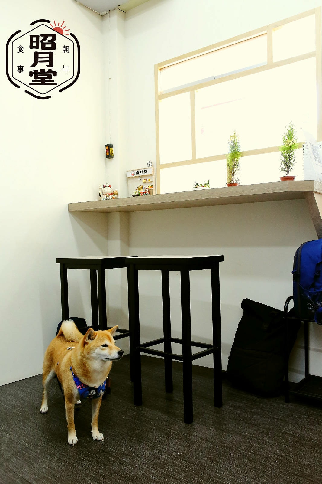 永和新開濃厚的日式風早午餐,超霸氣整塊炸排骨鋪到吐司裡,吐司