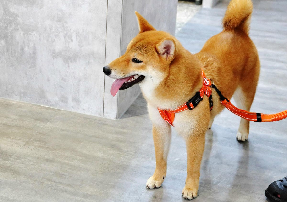 2022永和話題新開店，永和超強的餐包，從餐車到獨立店面，新