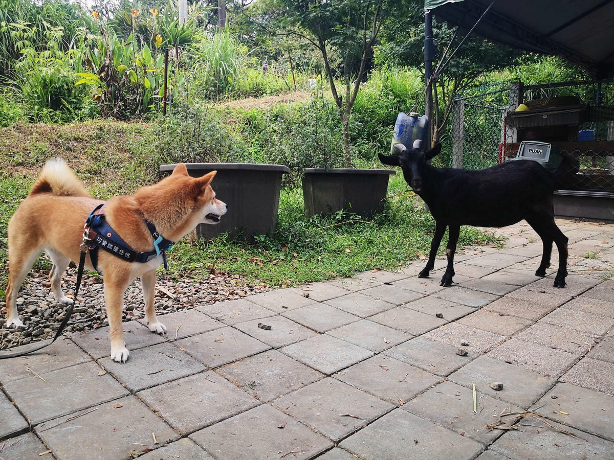 焢窯體驗哪裡玩?新北金山親子農場推薦!體驗古早農村味,內行人 焢窯體驗哪裡玩?新北金山親子農場推薦!體驗古早農村味,內行人