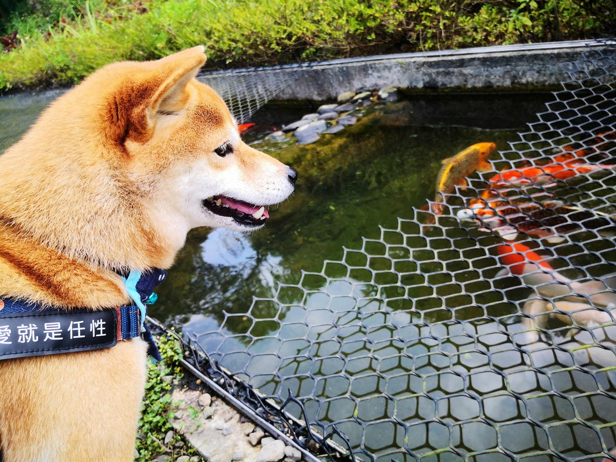 焢窯體驗哪裡玩?新北金山親子農場推薦!體驗古早農村味,內行人 焢窯體驗哪裡玩?新北金山親子農場推薦!體驗古早農村味,內行人