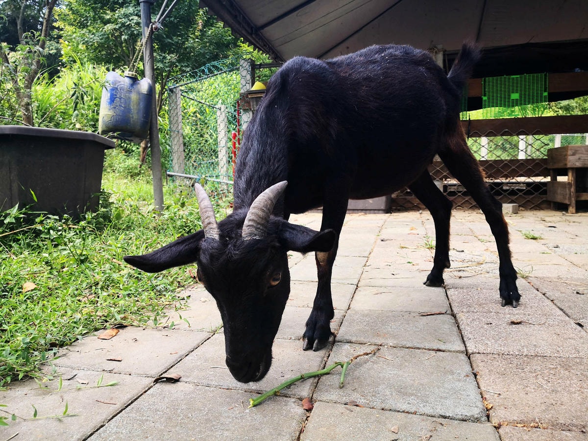焢窯體驗哪裡玩?新北金山親子農場推薦!體驗古早農村味,內行人 焢窯體驗哪裡玩?新北金山親子農場推薦!體驗古早農村味,內行人
