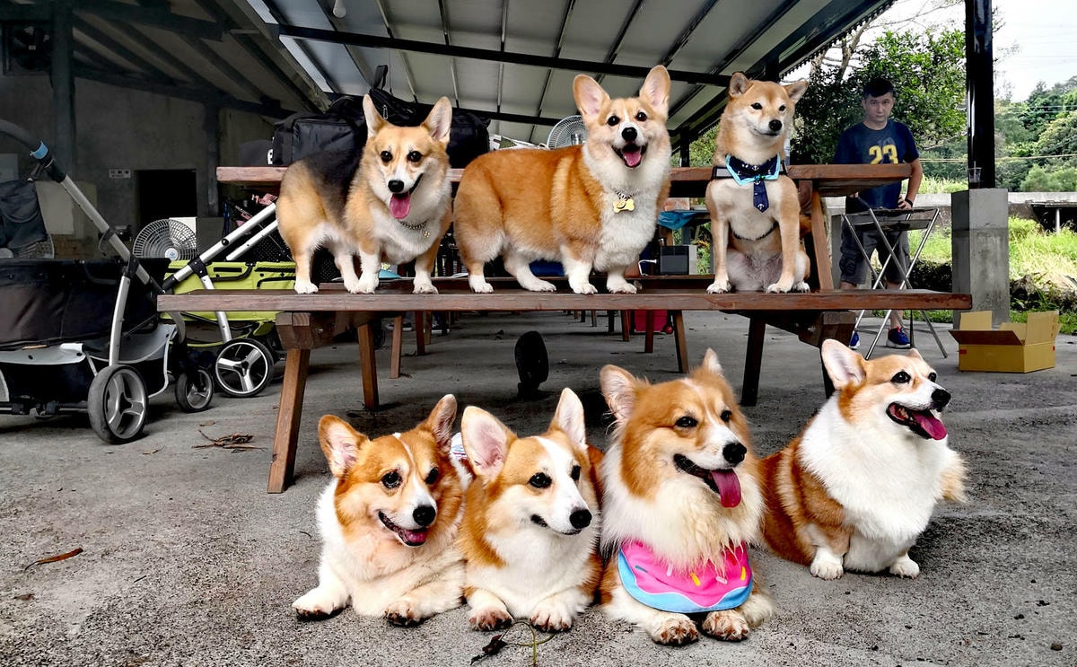 焢窯體驗哪裡玩?新北金山親子農場推薦!體驗古早農村味,內行人 焢窯體驗哪裡玩?新北金山親子農場推薦!體驗古早農村味,內行人